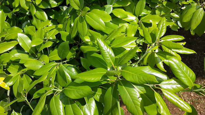 Close-up of glossy green leaves in bright sunlight