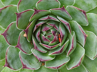 Macro shot of red bug on green succulent rosette