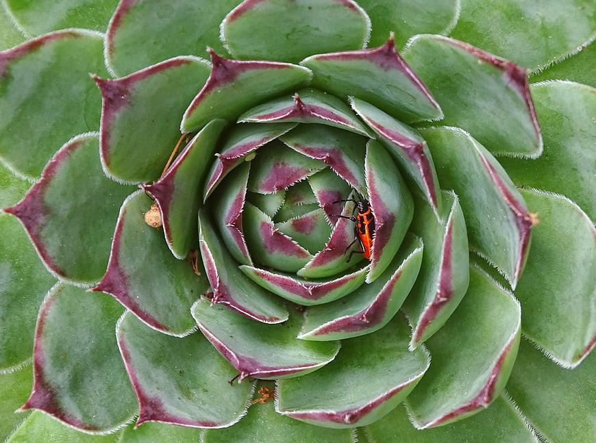 Macro shot of red bug on green succulent rosette