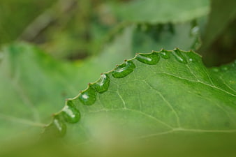 Macro shot of water droplets on a green leaf edge