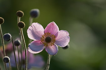 Pink Anemone Flower Close-Up with Green Bokeh Background