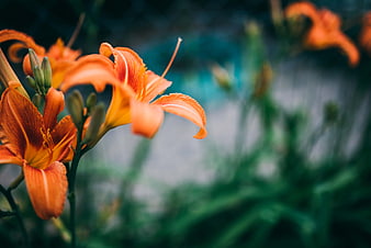 Vibrant Orange Daylily Blooms in a Lush Green Garden