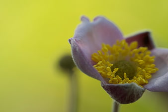 Close-up of Pink Pasque Flower with Yellow Center on Green Background