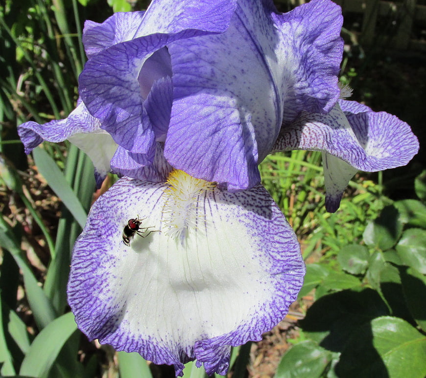 Close-up of purple iris flower with fly in garden