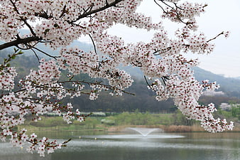 Cherry Blossom Branches Over Lake with Fountain