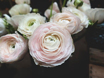 Close-up of delicate pink and white ranunculus flowers