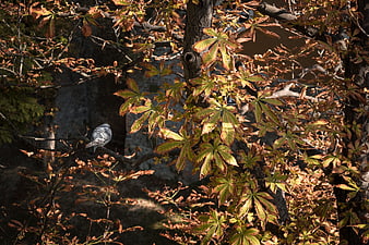 Pigeon Perched on Tree Branch with Autumn Leaves