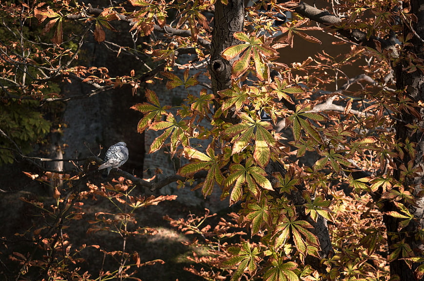 Pigeon Perched on Tree Branch with Autumn Leaves