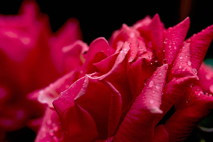 Close-up of vibrant pink rose petals with dewdrops