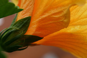 Macro Close-Up of Vibrant Orange Hibiscus Flower Petals