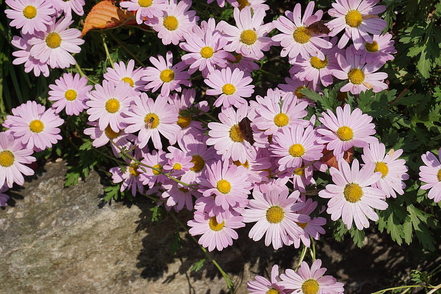 Pink Chrysanthemums with Yellow Centers in Garden