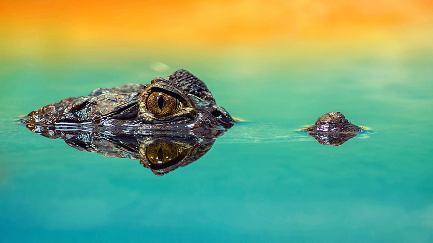 Close-up of Crocodile Head in Turquoise Water