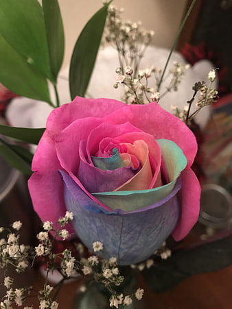 Close-up of a vibrant rainbow rose with baby's breath