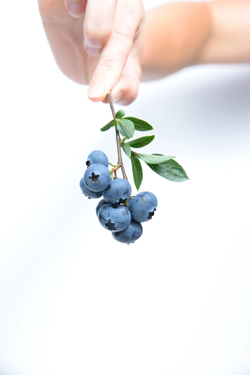 Hand Holding Fresh Blueberries on White Background