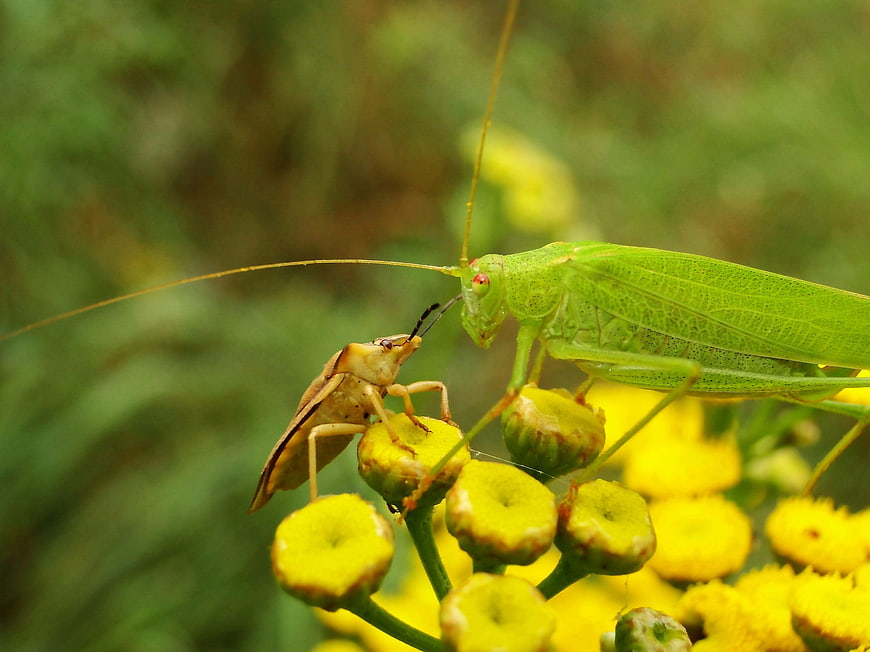 Close-up of Green Katydid and Shield Bug on Yellow Flower
