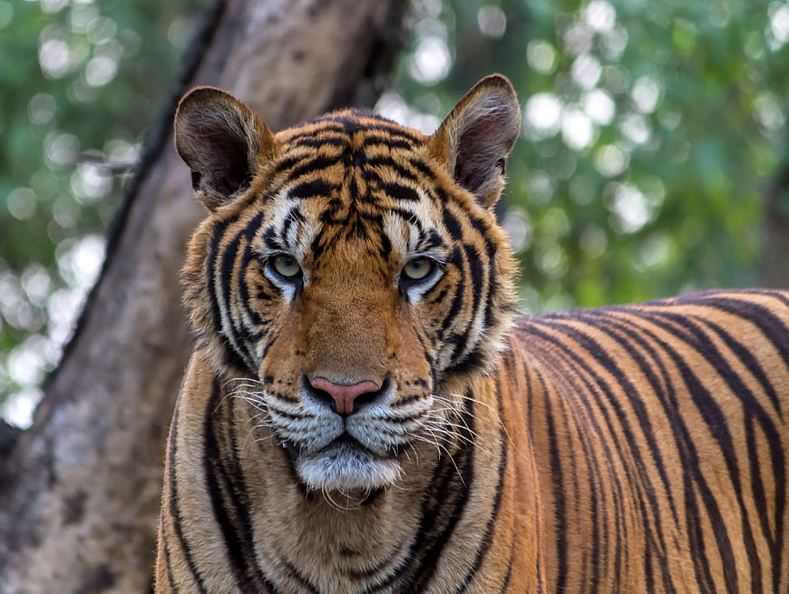 Close-up Portrait of a Majestic Tiger in Forest