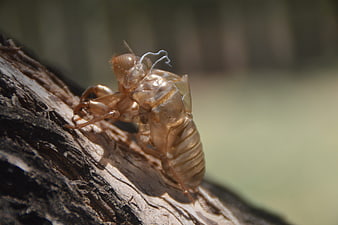 Close-up of a cicada shell clinging to tree bark