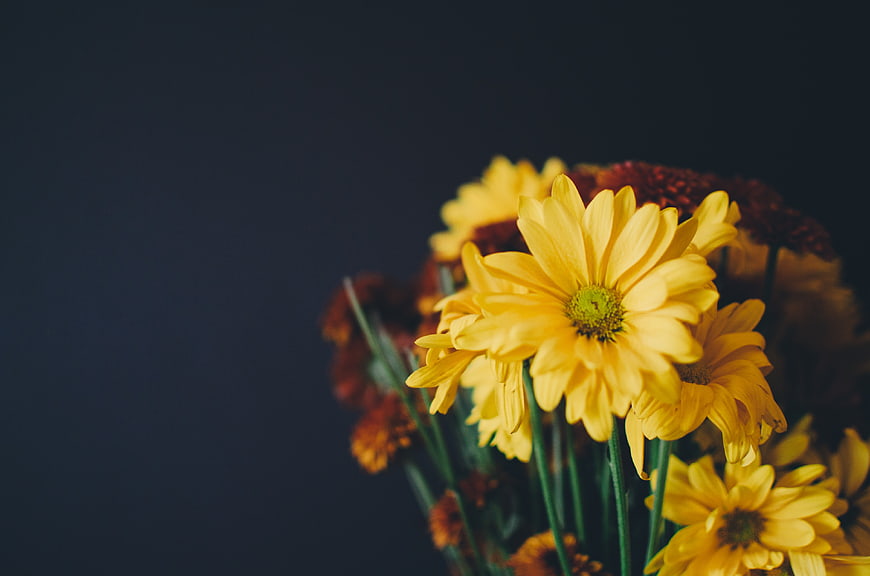 Yellow Chrysanthemums on Dark Blue Background