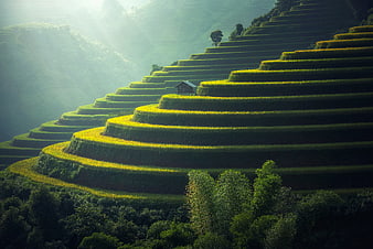 Sunlit Green Rice Terraces in Mountainous Landscape