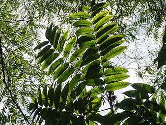 Sunlit Green Fern Leaves Against Bright Sky