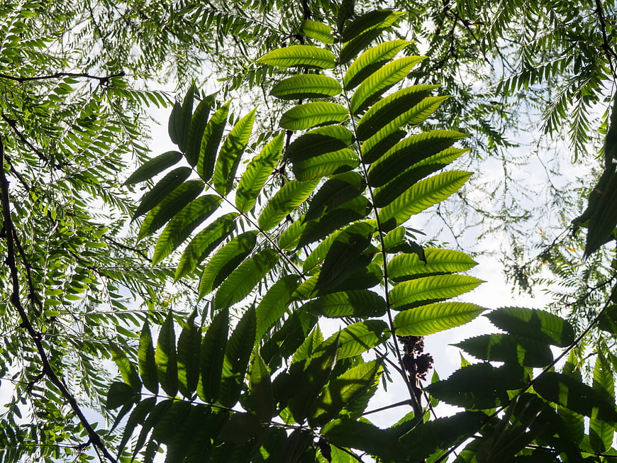 Sunlit Green Fern Leaves Against Bright Sky