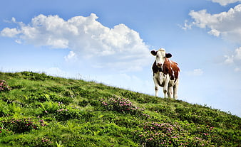 Brown and white cow standing on green alpine meadow