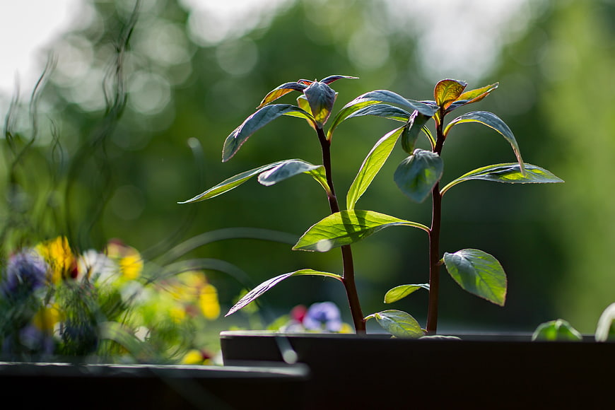 Young green seedlings growing in a garden planter
