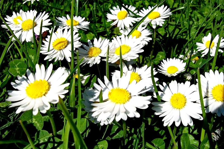 White daisies blooming in green grass field