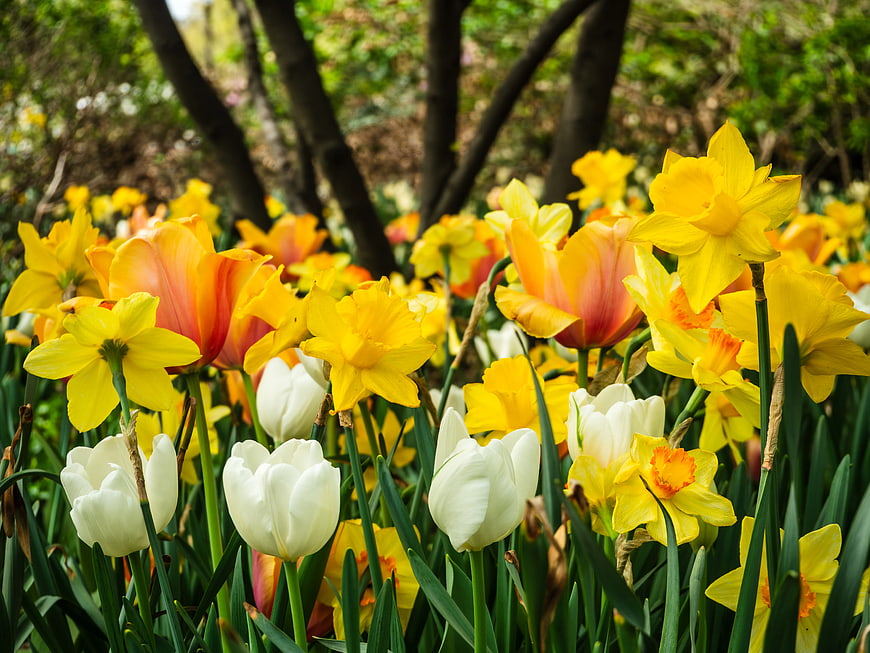 Vibrant Yellow Daffodils and White Tulips in Spring Garden