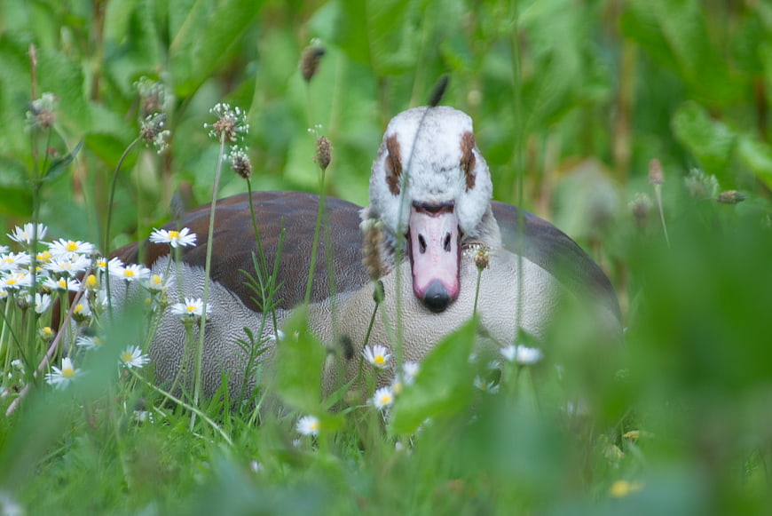 Muscovy duck resting in green grass with daisies