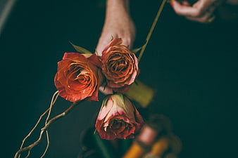 Hands holding orange roses against dark teal background