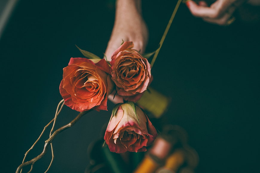 Hands holding orange roses against dark teal background