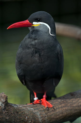 Inca Tern Bird Portrait with Red Beak and White Eyebrow