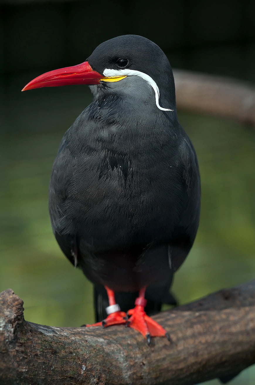 Inca Tern Bird Portrait with Red Beak and White Eyebrow