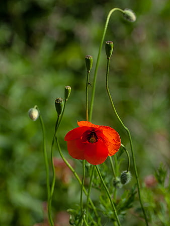Vibrant Red Poppy Flower in Green Field