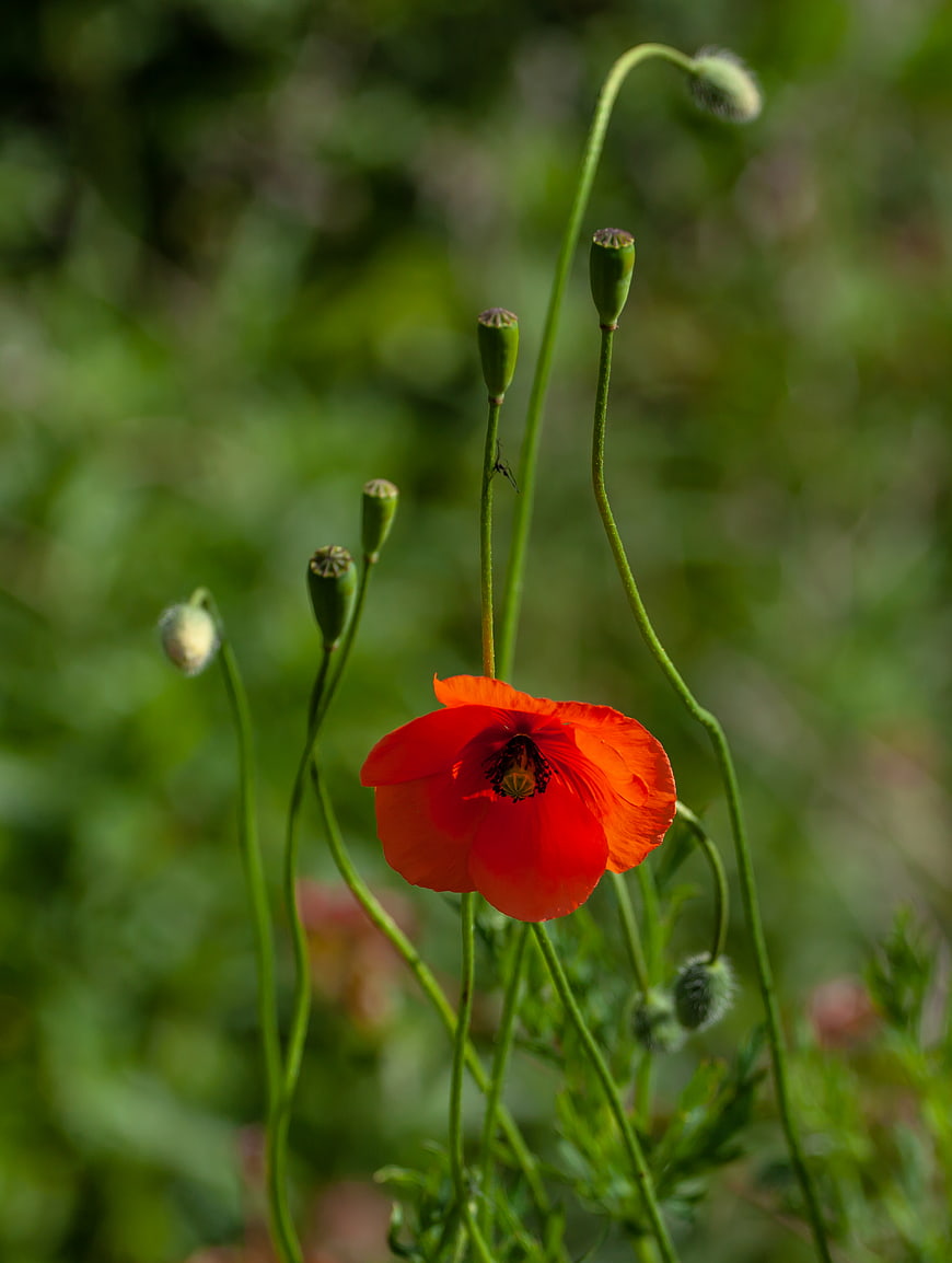 Vibrant Red Poppy Flower in Green Field