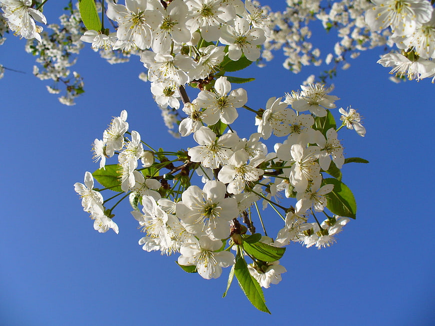White Cherry Blossoms Against Blue Sky