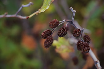 Close-up of brown birch catkins on a branch