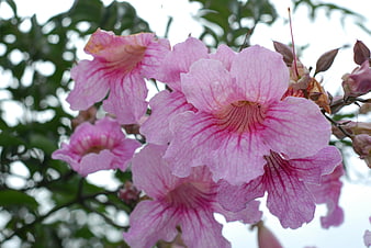 Close-up of pink trumpet flowers with green foliage background