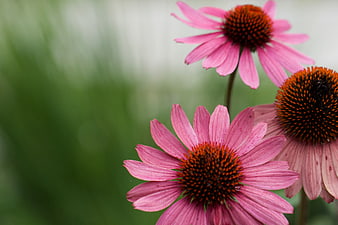 Pink Coneflowers Blooming in a Garden with Green Bokeh Background