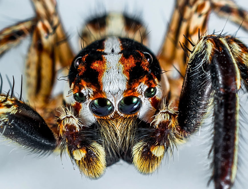 Extreme Macro Close-Up of a Colorful Jumping Spider