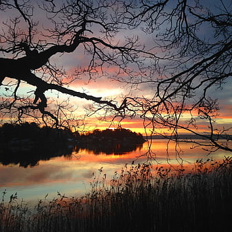 Silhouetted Tree Branches Framing Vibrant Sunset Over Calm Water