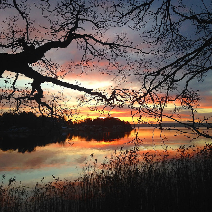 Silhouetted Tree Branches Framing Vibrant Sunset Over Calm Water