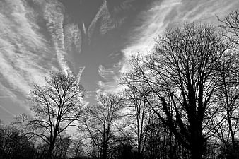 Black and white winter tree silhouettes against dramatic cloudy sky
