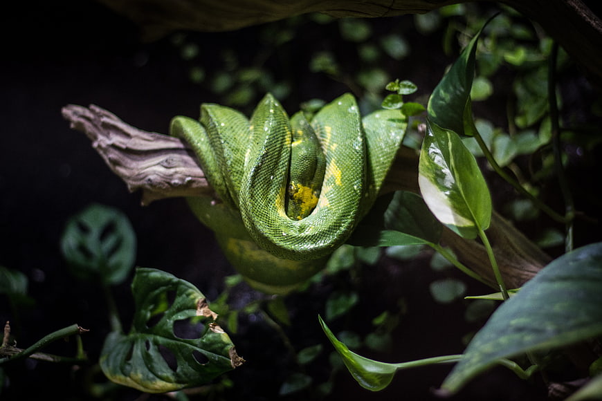 Green Tree Python Coiled on Branch in Jungle