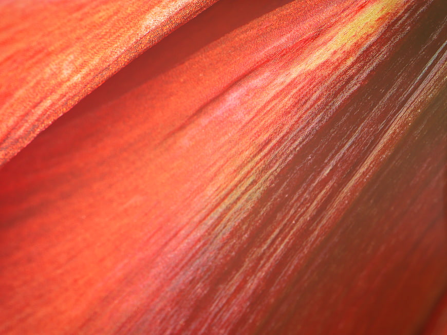 Abstract Red Flower Petal Texture Close-Up