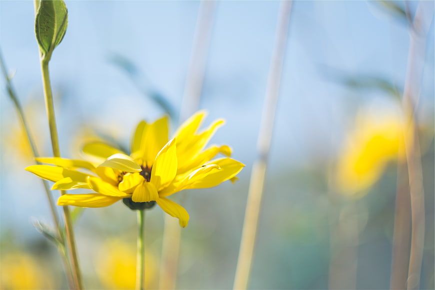 Close-up of yellow wildflower in sunny field