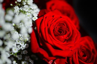 Close-up of vibrant red rose with white baby's breath