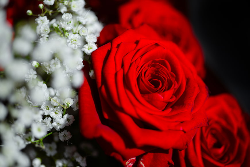 Close-up of vibrant red rose with white baby's breath