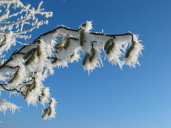 Frost-covered birch catkins against a clear blue winter sky